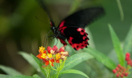 蝴蝶飞舞的视频,捕捉自然之美